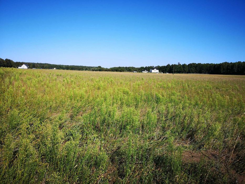 Działka budowlana pod Mławą 960 m²