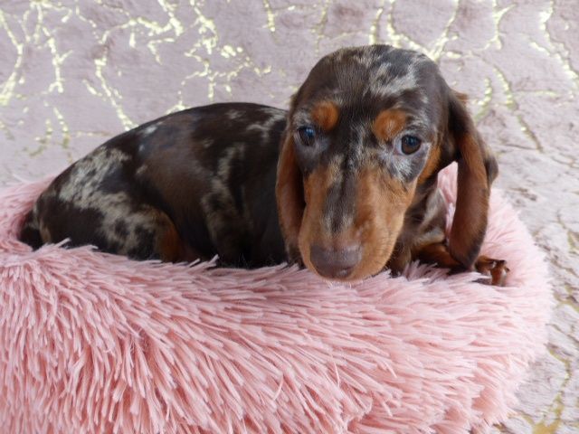 Дівчинка такса сама маленька, кроляча