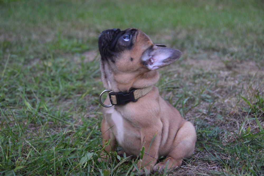 Buldog Francuski FCI