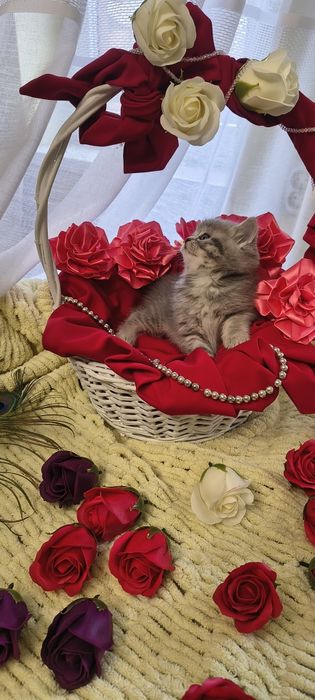 Продається срібна кішечка