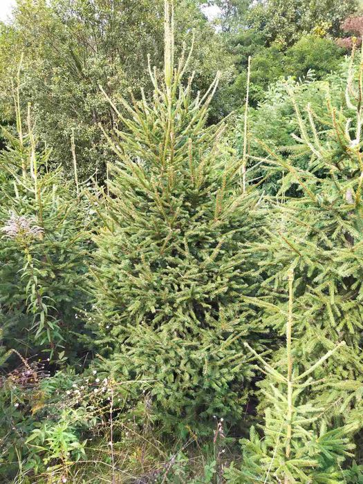 Ялинка,сосна,кримка жива з корінням .Ель елка.