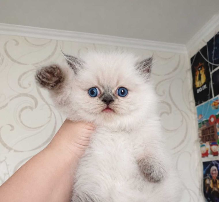 Шикарные шотландские вислоухие бусинки ,котята