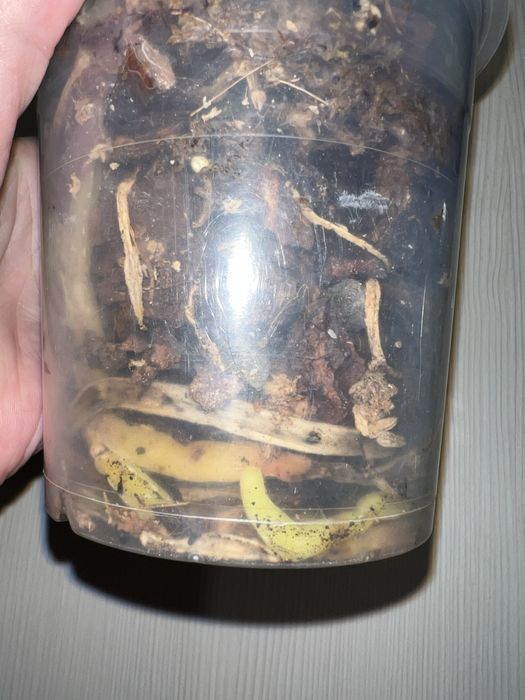 Орхидея. Фаленопсис. Rayka 9.