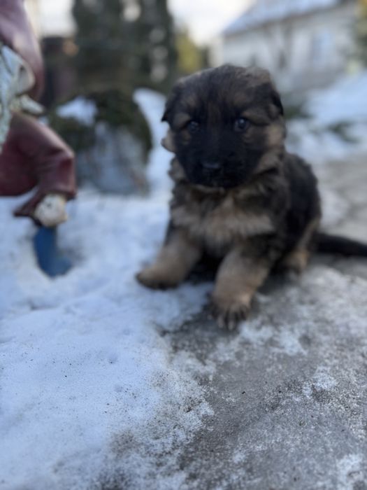 Німецька віічарка