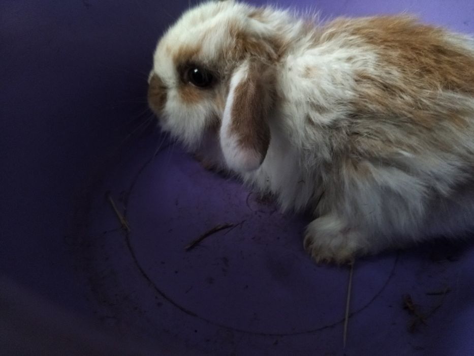 Карликовый кролик 1,5 месяца |Все для любимых животных