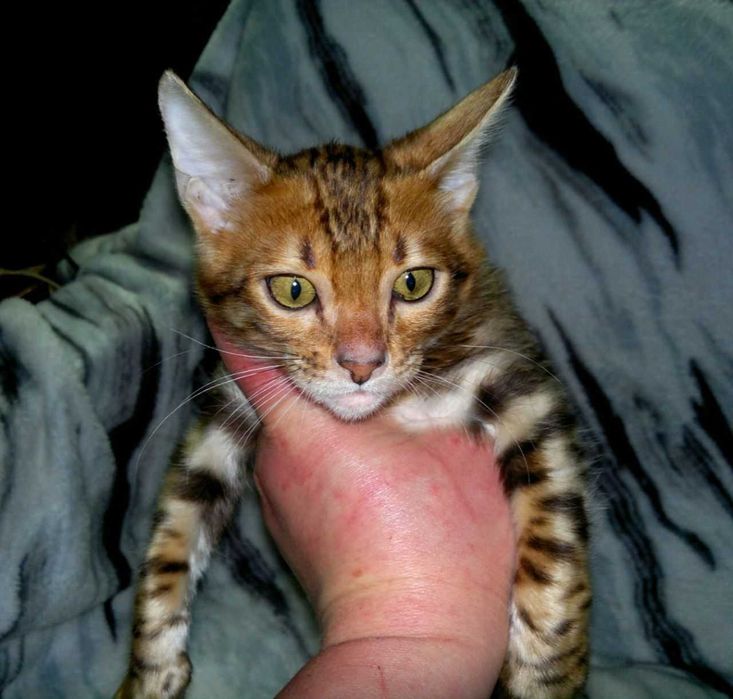 Розкішний бенгальський хлопчик BENn24 для поціновувачів породи