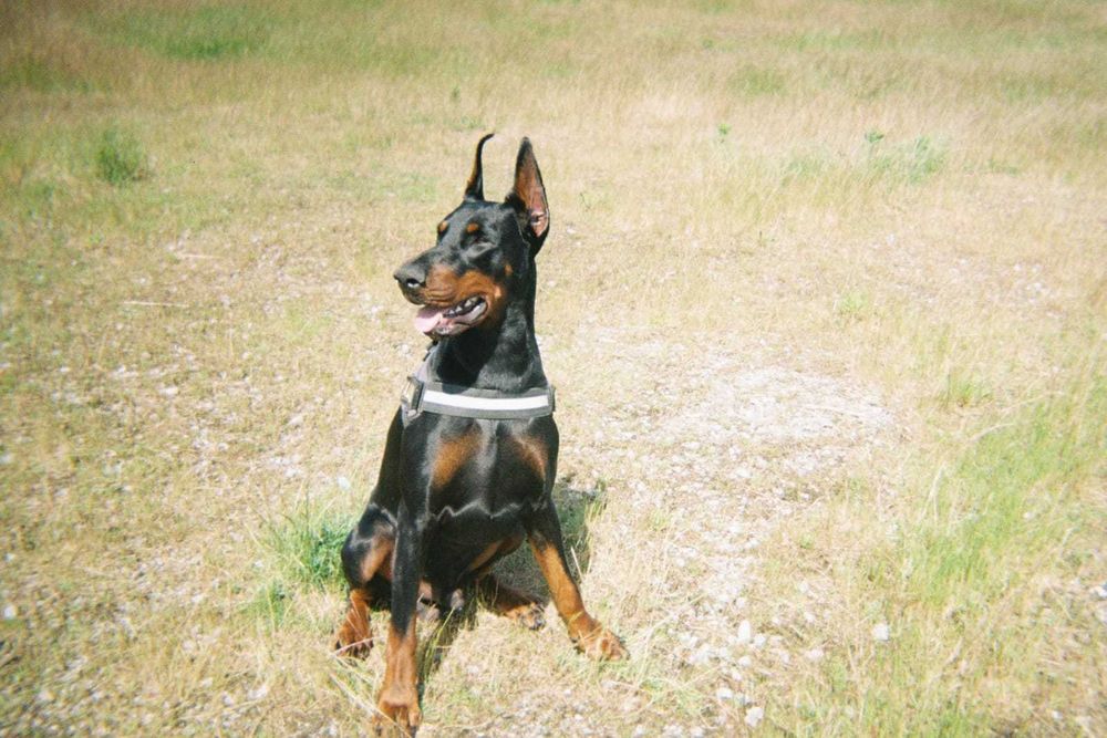 Dobermann com lop/pedegree