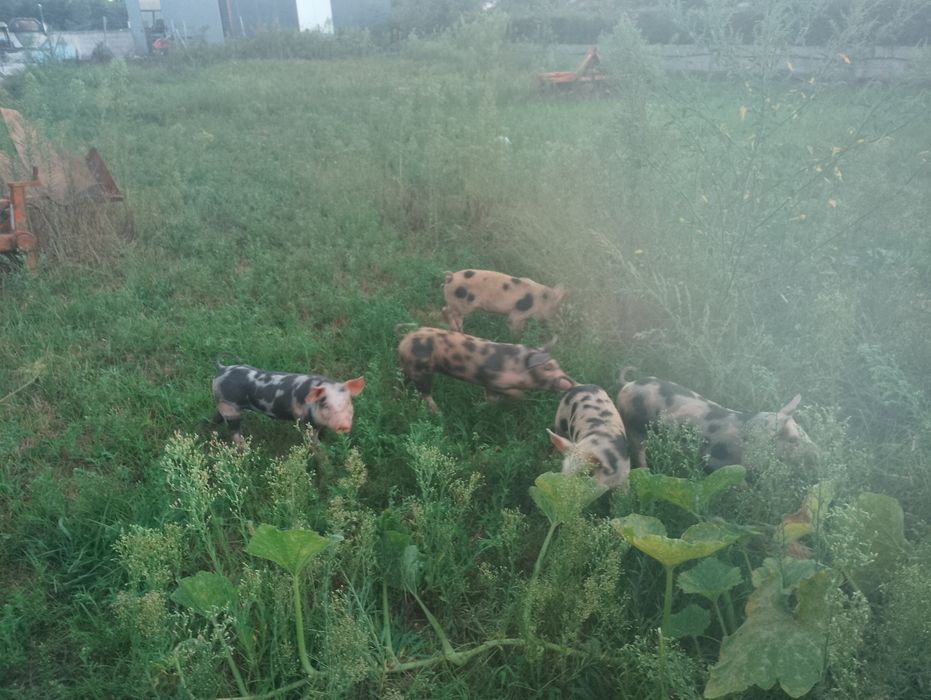 Leitões Duroc x Pietrain