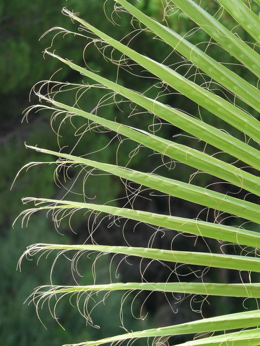 Duża palma mrozoodporna Waszyngtona Robusta 70-90cm | Polska szkółka