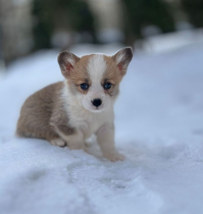Коргі-бобтейл для дому та душі