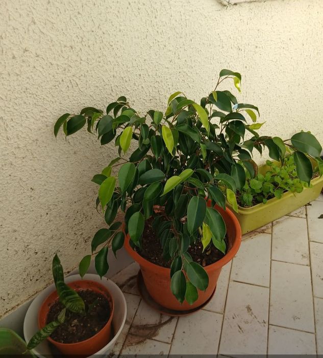 Plantas naturais interior e exterior