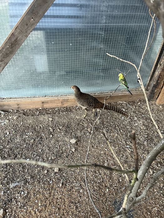 Sprzedam bażanty ozdobne para