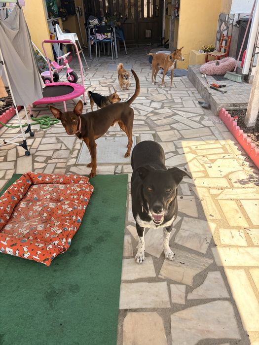 Pet-sitting & estadia familiar