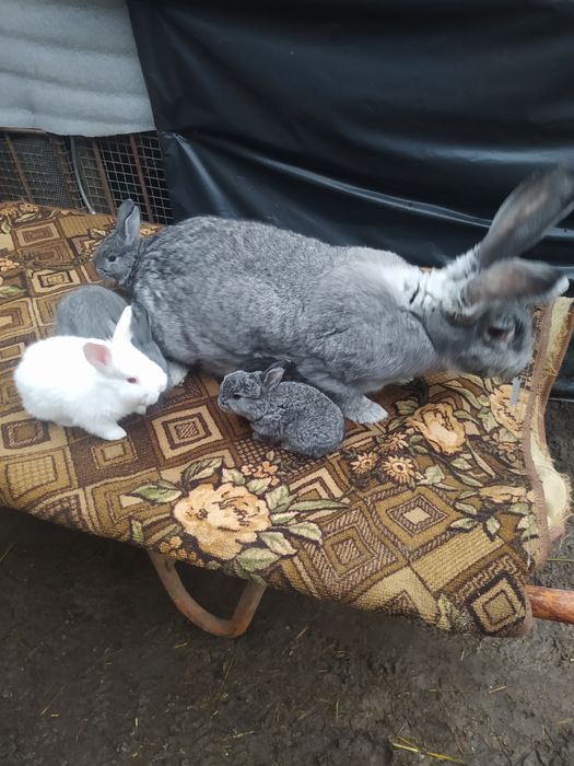 Кролі Бельгійський Велетень