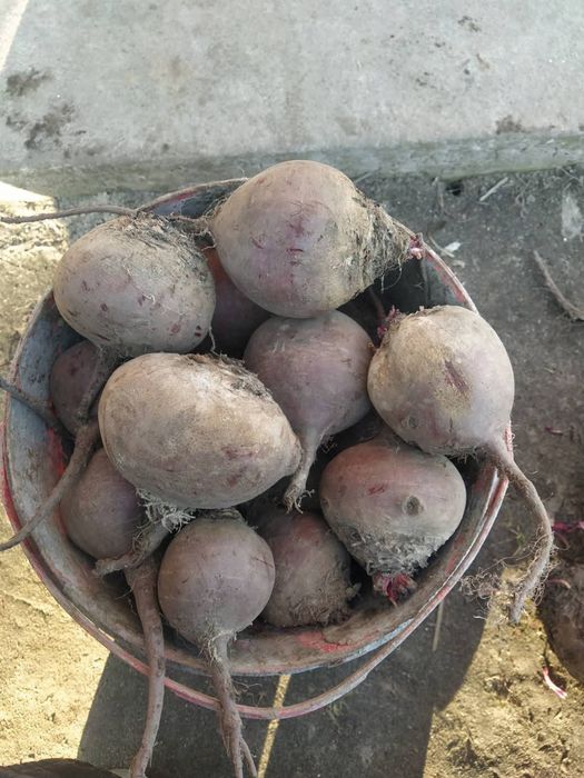 Продам домашній столовий буряк