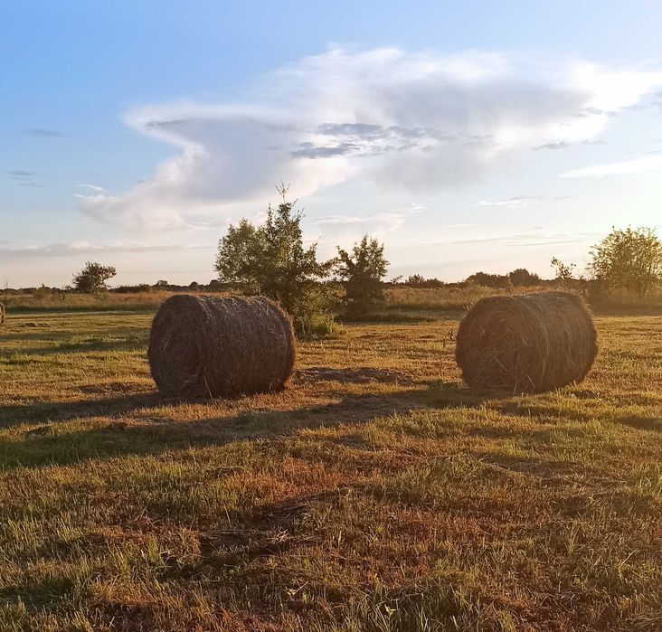 Лугове сіно  в тюках