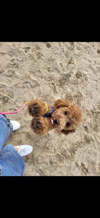 Bichpoo/ pochon suczka bichon frise+pudel toy