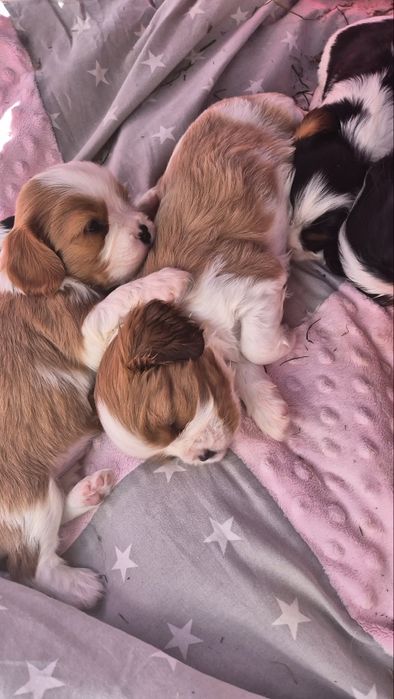 Cavalier king spaniel