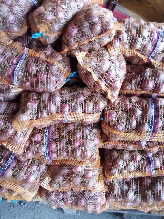 Cebula zółta oraz czerwona