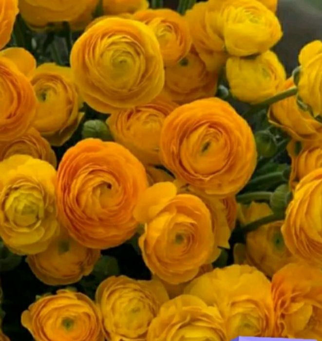 Продам ранунклюси лютики