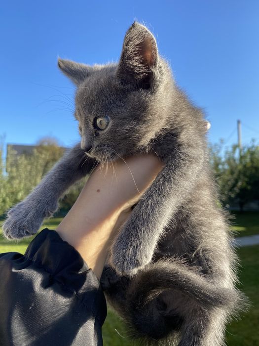 Кошенята скотиш фолд