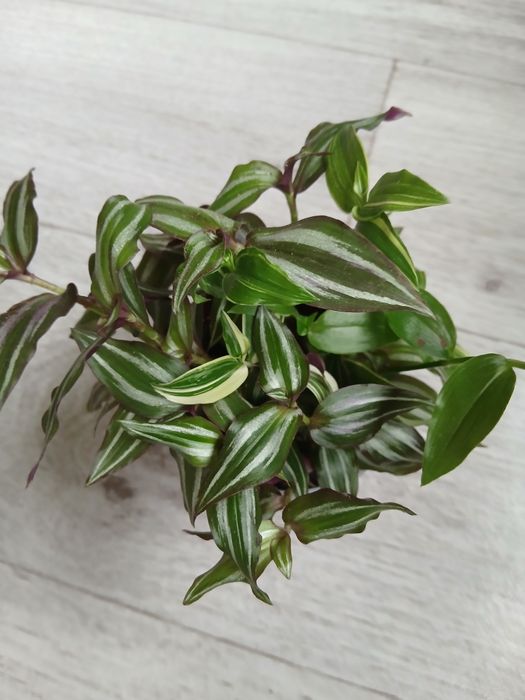 Традесканция зебрина