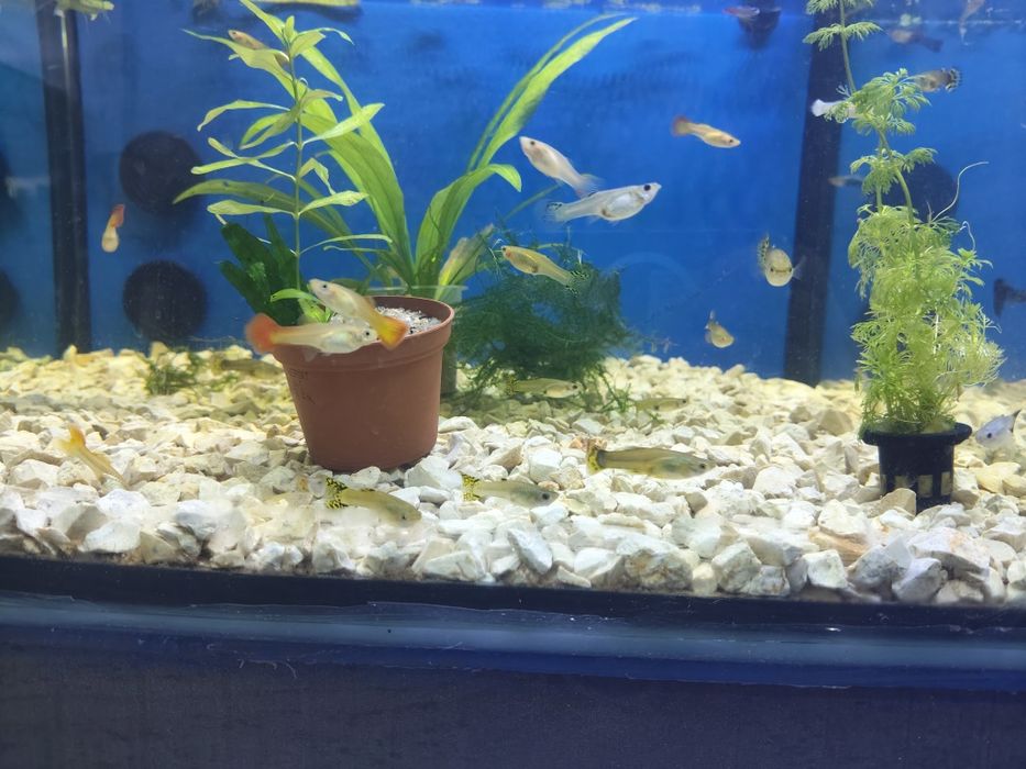 Guppys fêmeas variadas cores