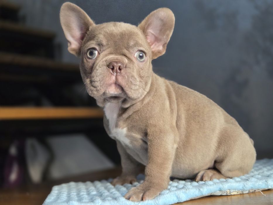 Бомбічна дівчинка французький бульдог