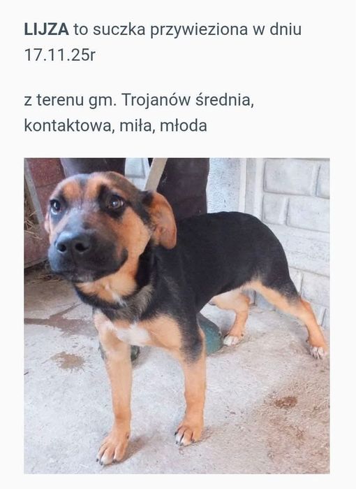 Nela- szczeniak z Sobolewa pies suczka