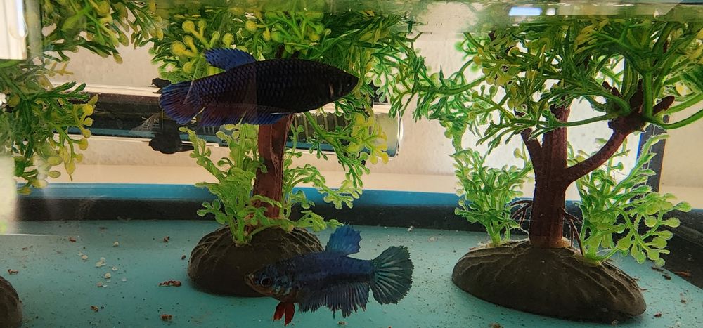 Bettas Fêmeas ...