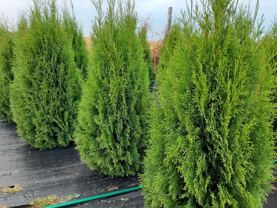 Tuja, tuje szmaragd 120-140 cm