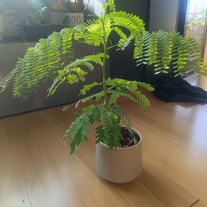 Flamboyant (Delonix regia) – 40 cm – Vaso Cerâmico Incluído
