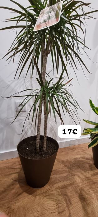 Conjunto de Plantas de Interior