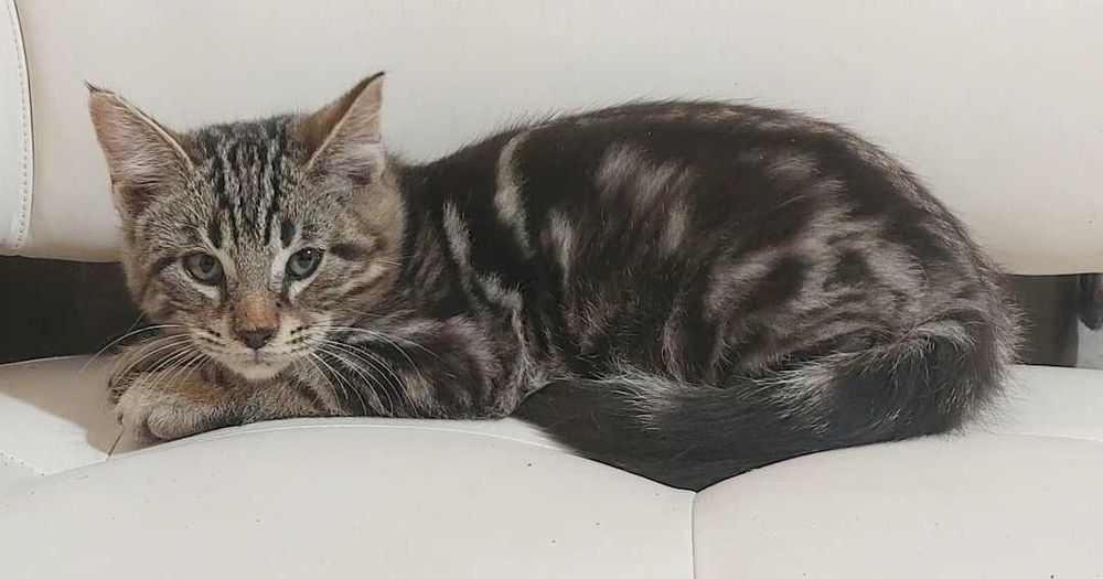 Котёнок 2 месяца чаузи мальчик