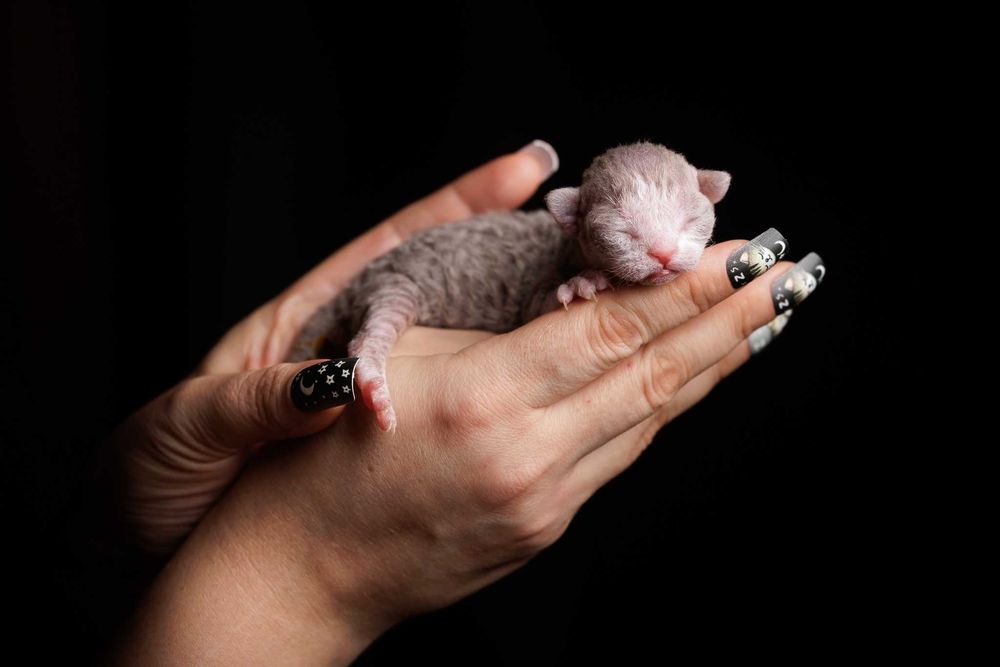 Devon Rex* Kocurek liliowy bicolor pręgowany