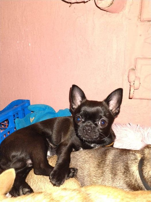 Чистопородні цуценята чіхуа хуа