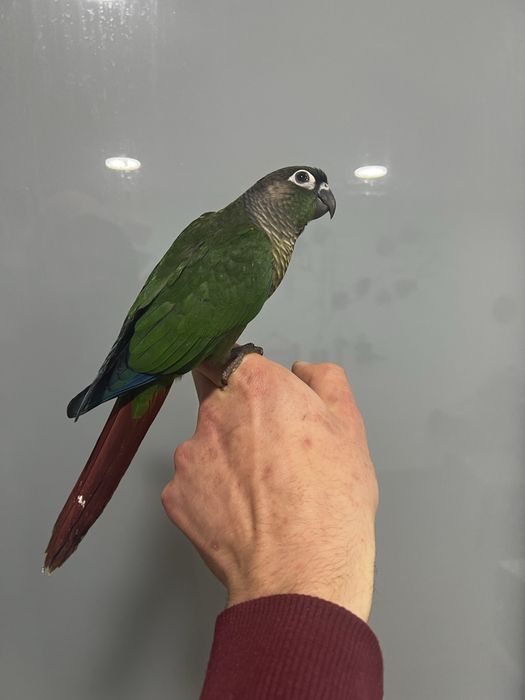 Pyrrhuras domesticadas