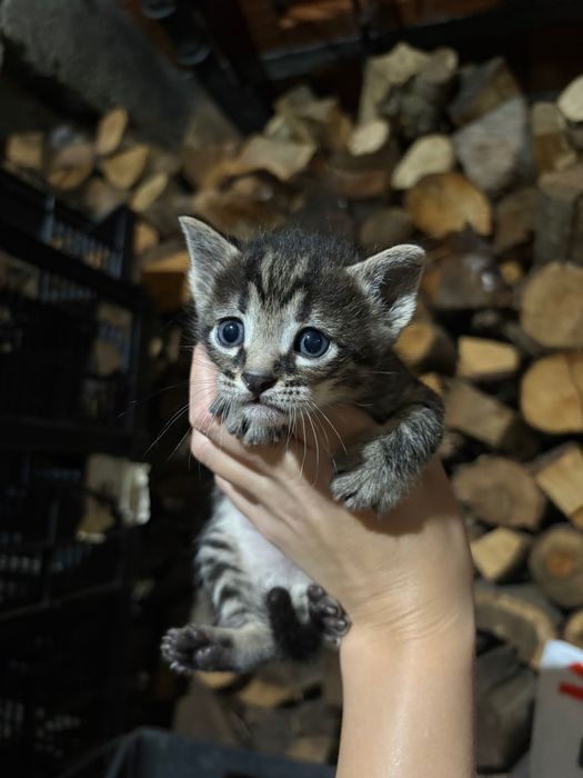 4 gatinhos para adoção