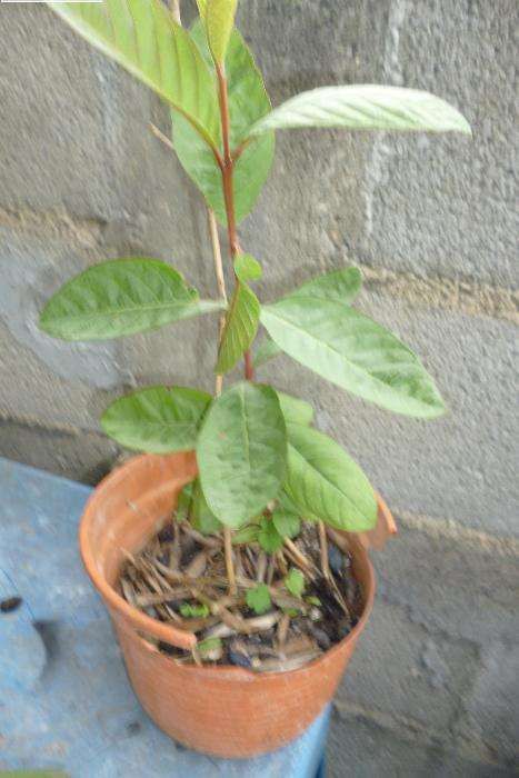 Goiaba vermelha/ amarela