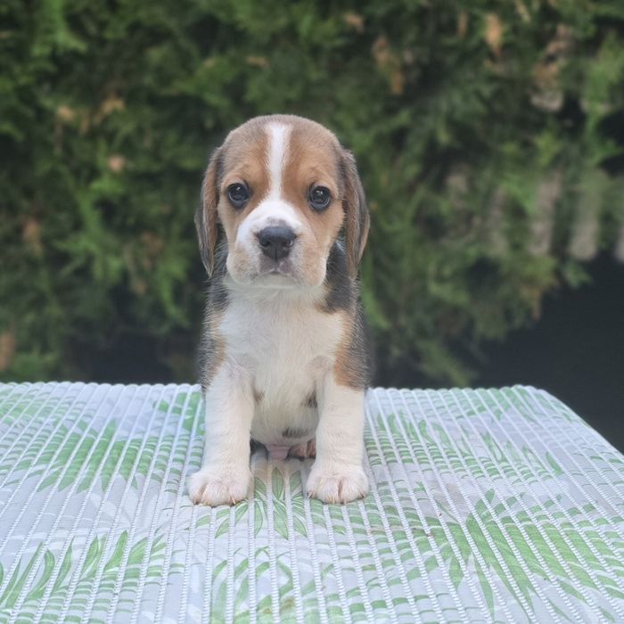 Beagle ZKwP FCI,  szczeniak piesek