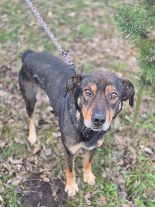 Mikado - kundelek, który wyczekuje adopcji!