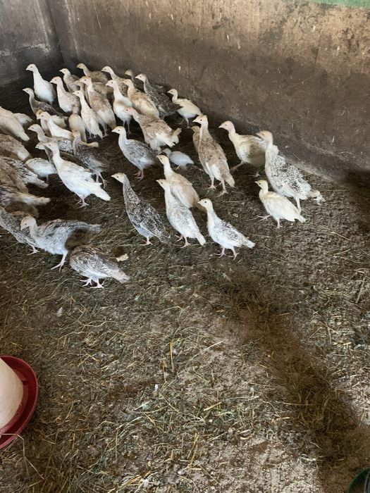 Цесарки, індики, каченята різного віку