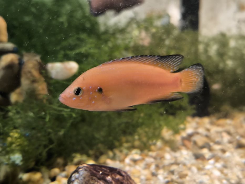 Peixe Jóia do Turkana