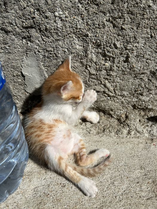 gatinhos para adoçao
