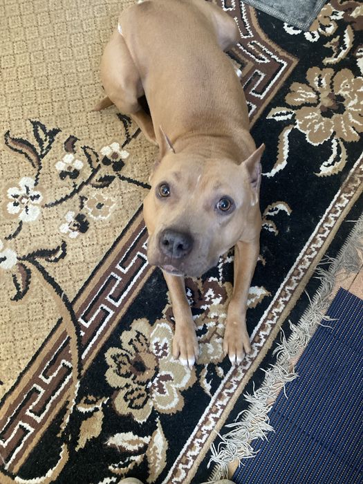 Ищем жениха стаффорширского терьера