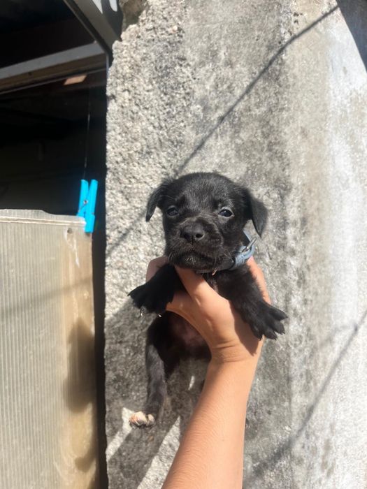Cães Para Adoção