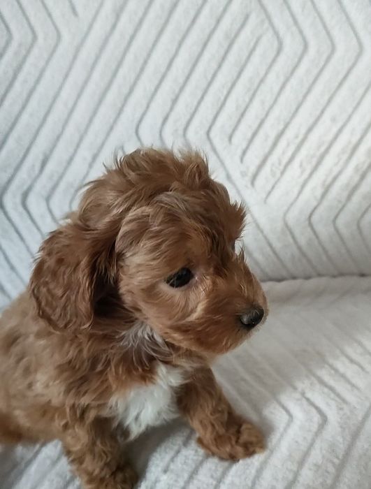 Prześliczna perełka Maltipoo.