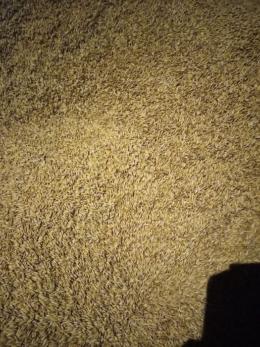 Owies sprzedam ładny