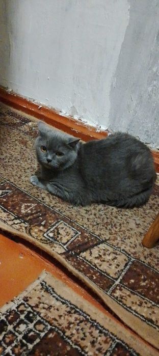Кішка шатландська Безкоштовно