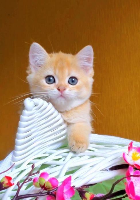 Кукольная малышечка. Ручные котята золотая шиншилла.